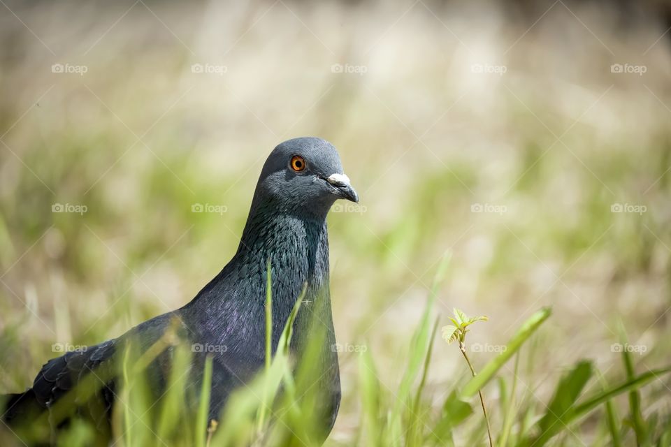 Rock pigeon on the ground