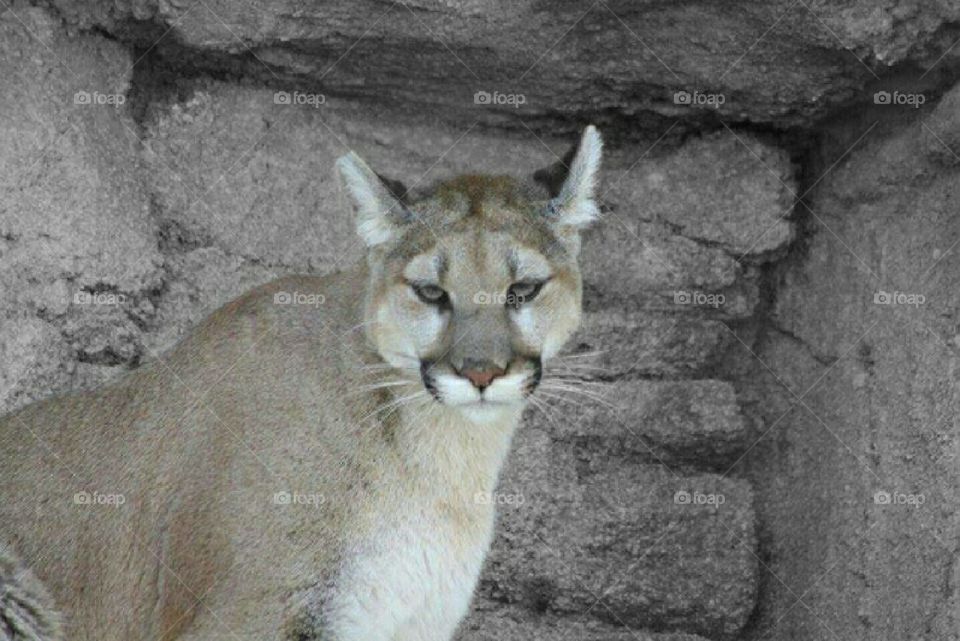 Mountain Lion -