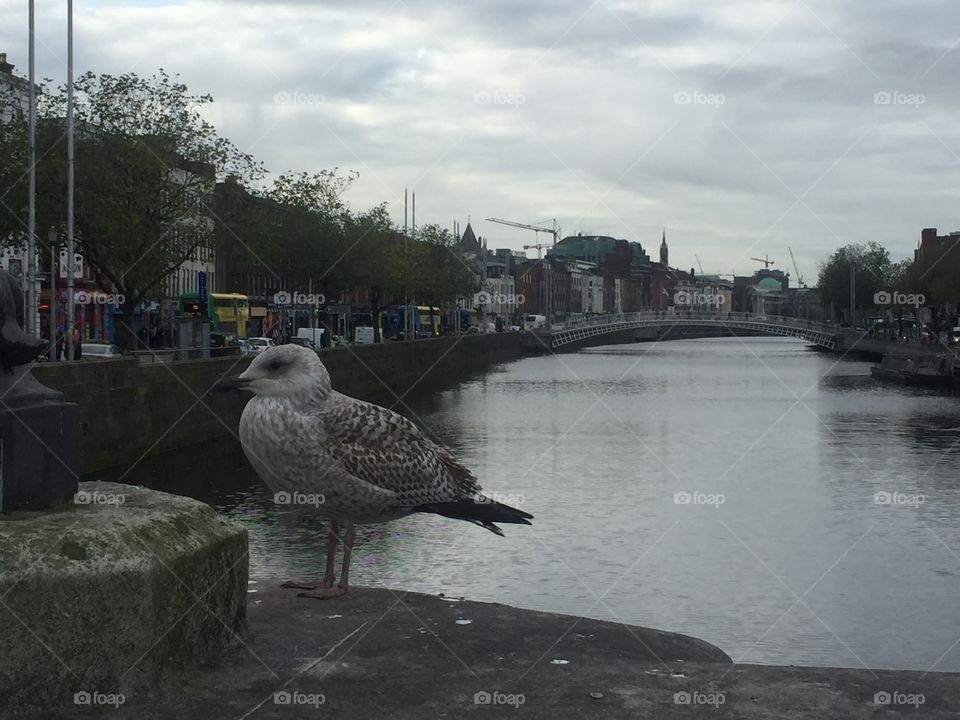 Liffey River, Downtown Dublin