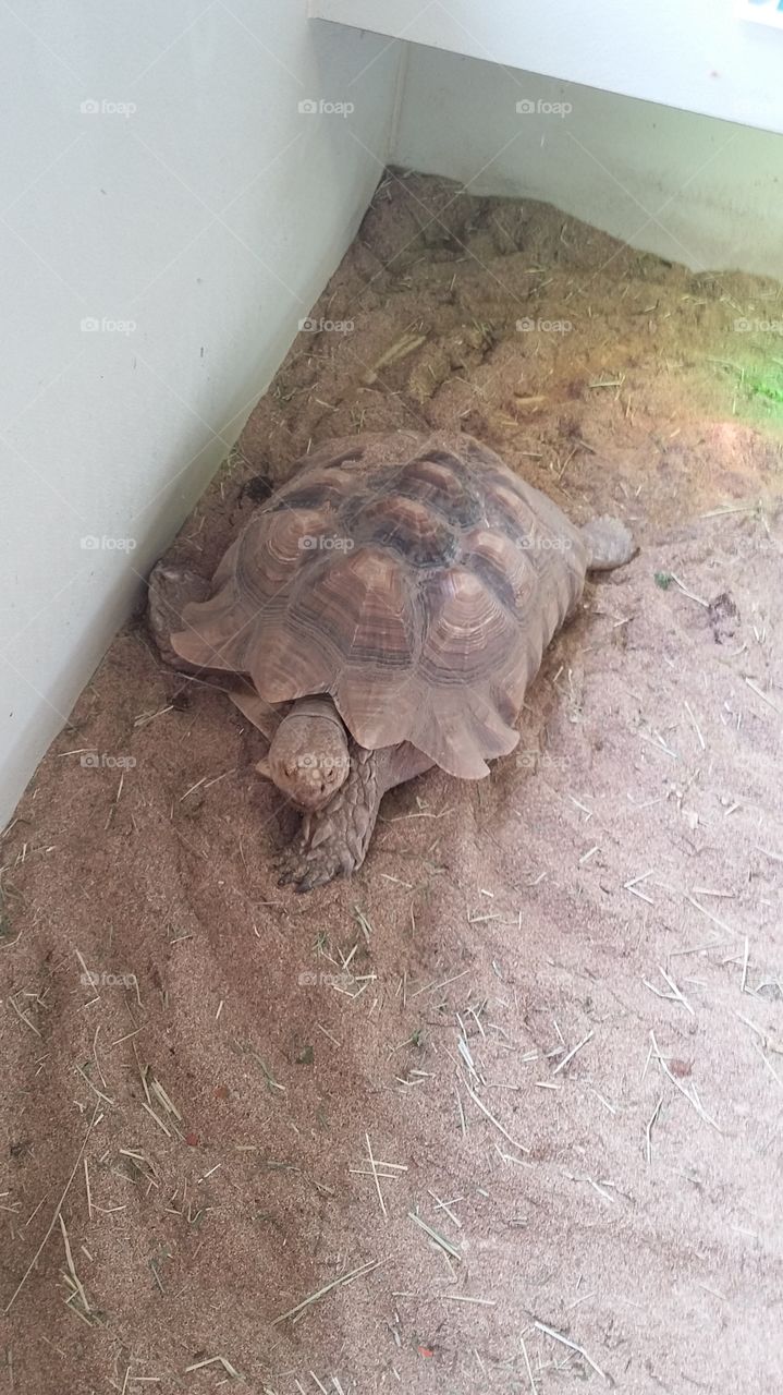 tortoise