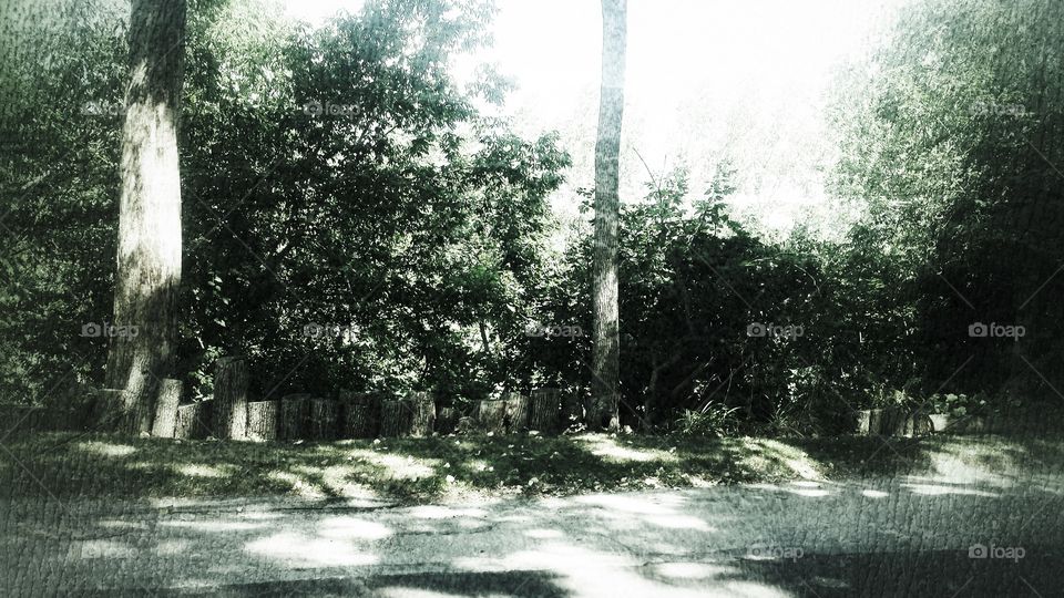 Tree Lined Curb. Tree Stumps Remain