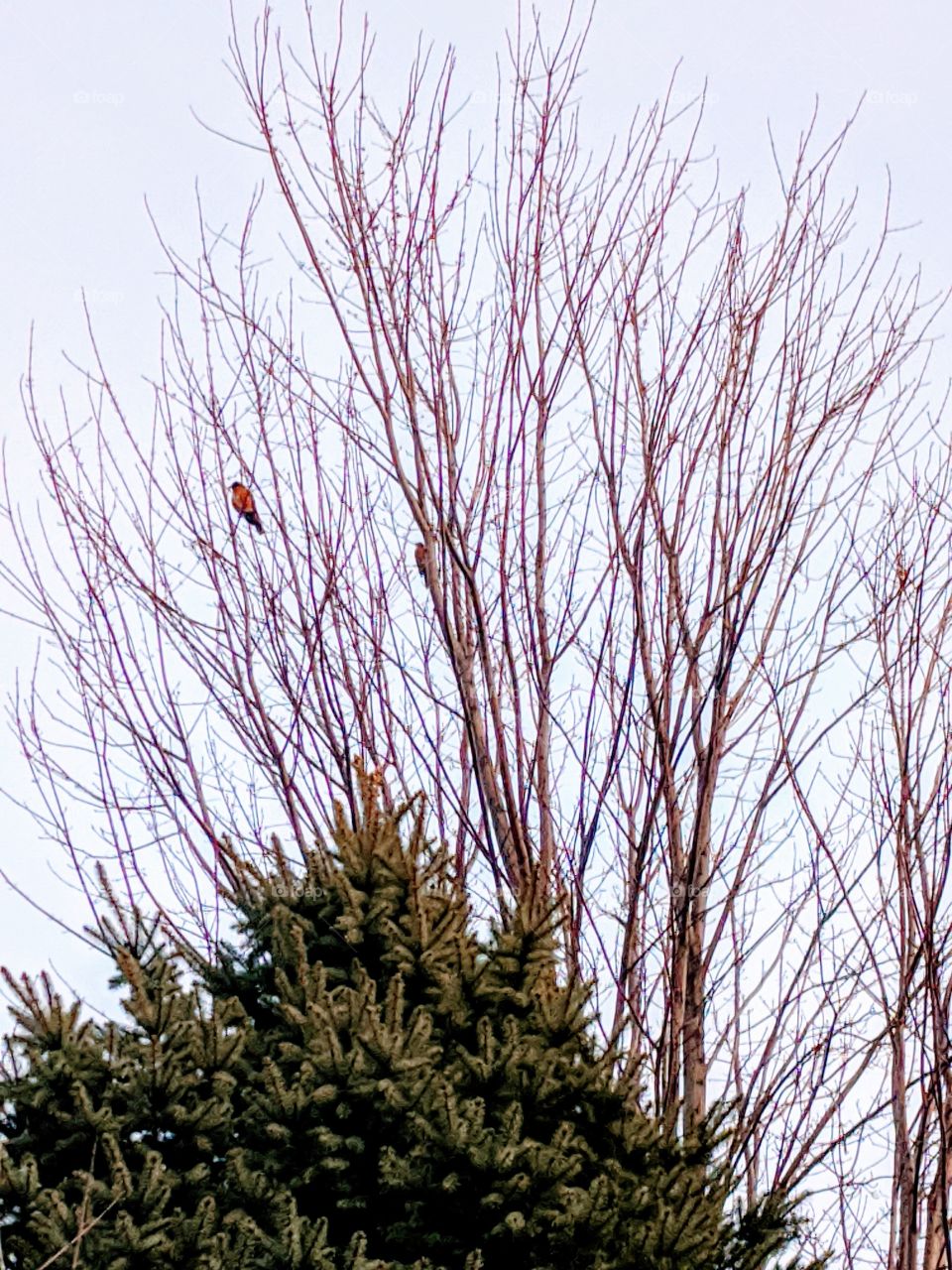 Beautiful Nature π₯° Nature is beautiful when it has a bird on it and the bird that feels happy as it is having a branch to look around π