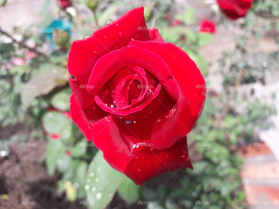 Rose is Beautiful and Romantic Flower
