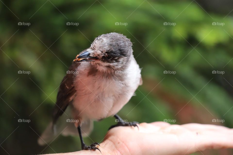 Bird on a palm