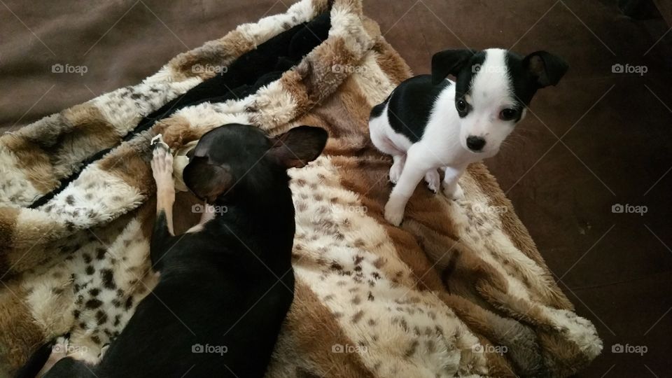 Chihuahuas