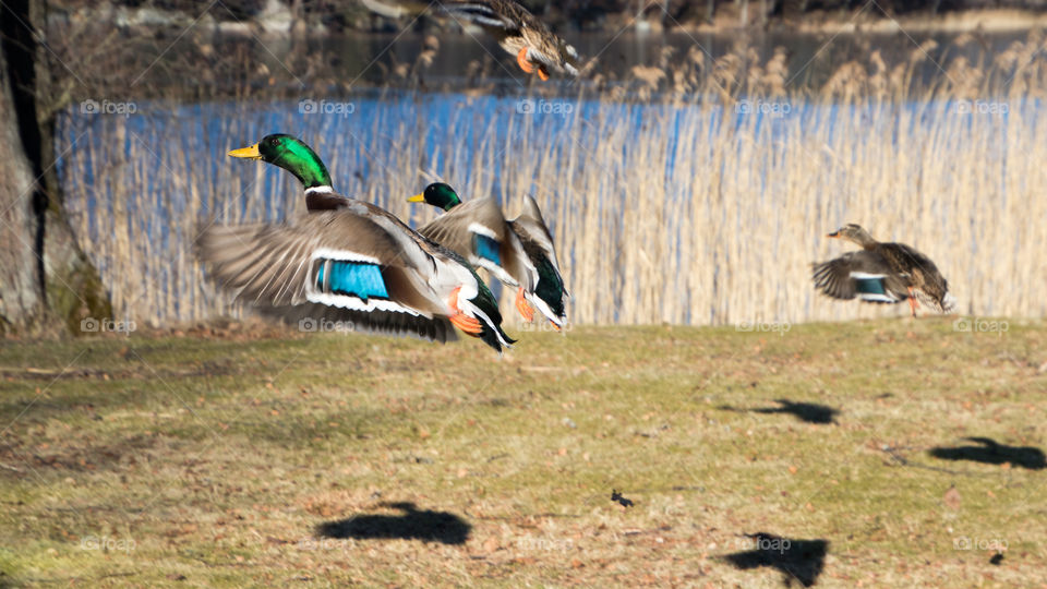 a family of mallard ducks coming in to land in the lake