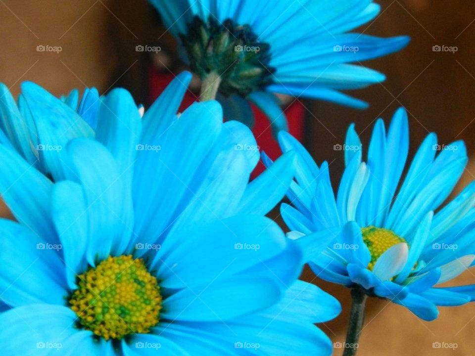 Blue flower 