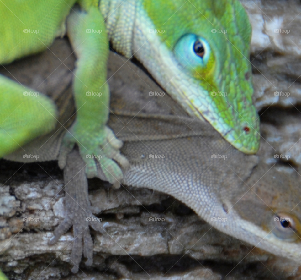 nature mating lizards by lightanddrawing
