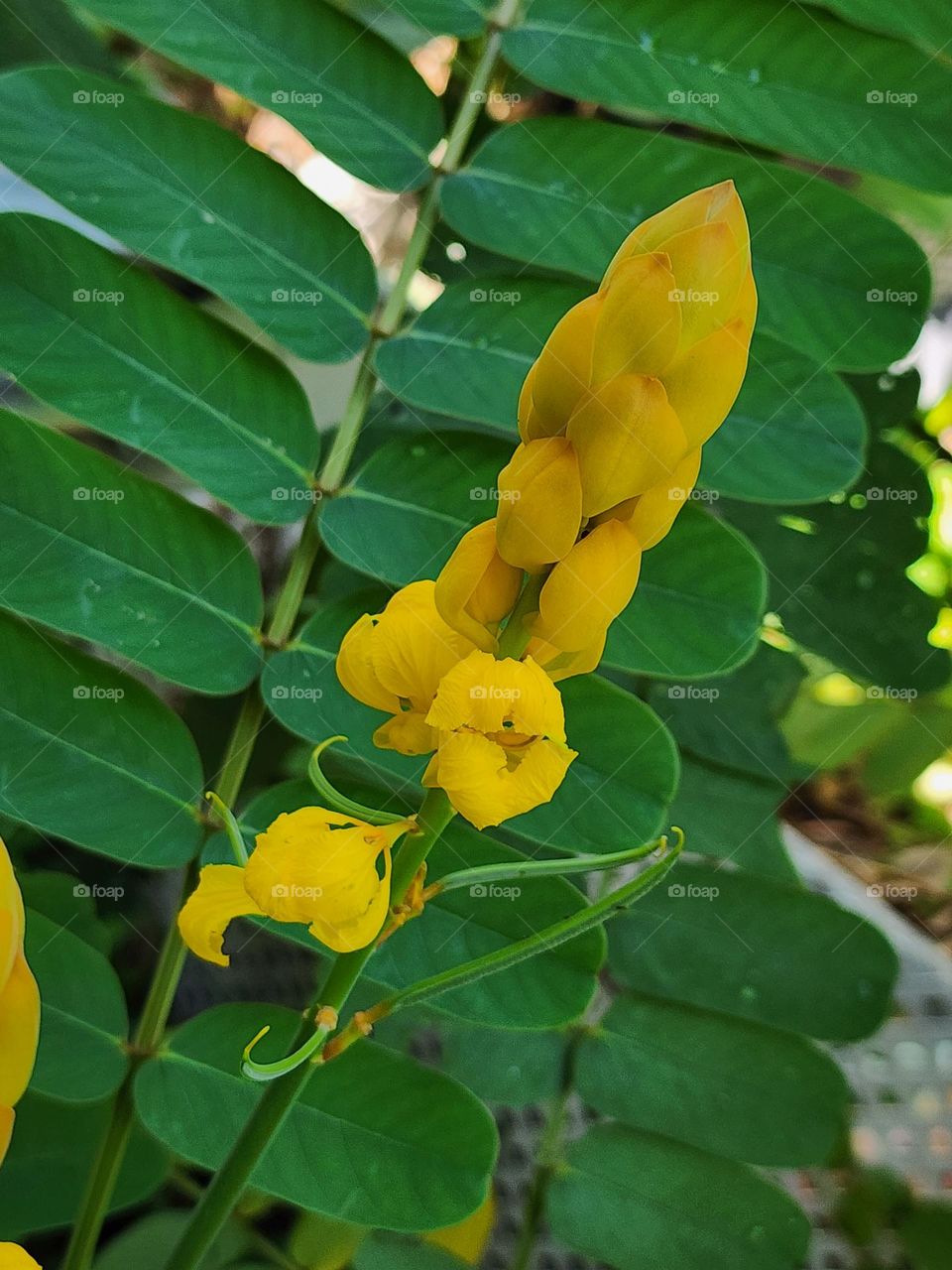 King of the forest blooms