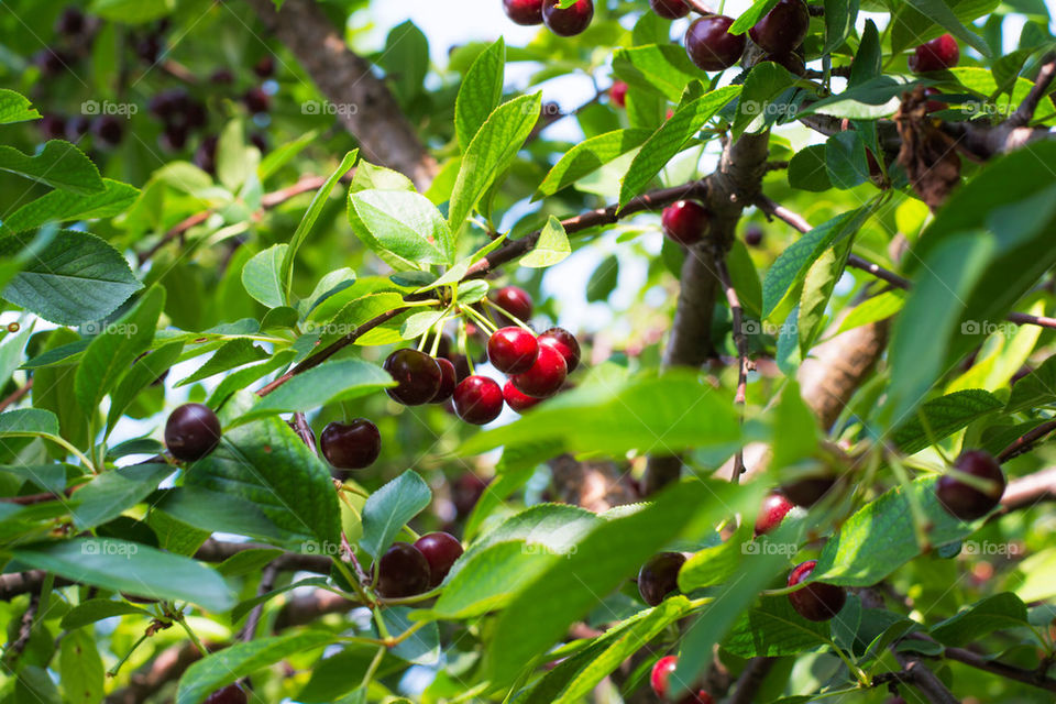 cherries on the tree