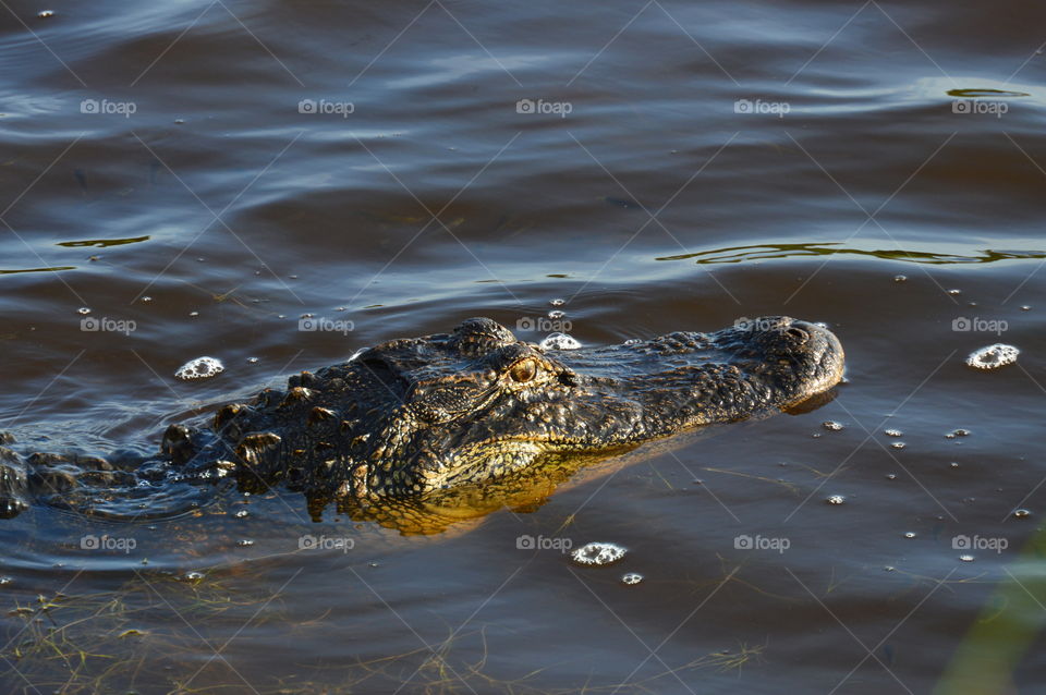 gator swimming by