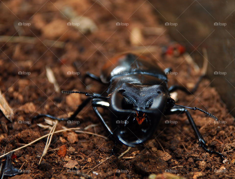 macro black beetle insect by paullj