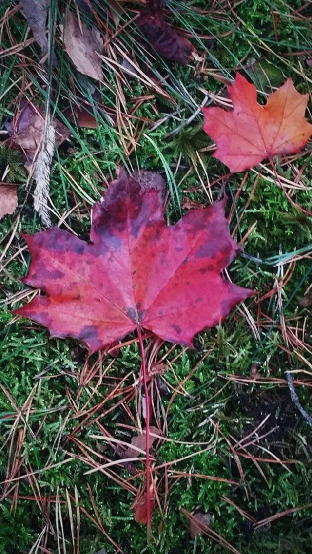 Dry leave 