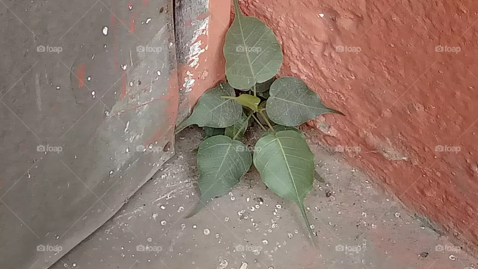plant