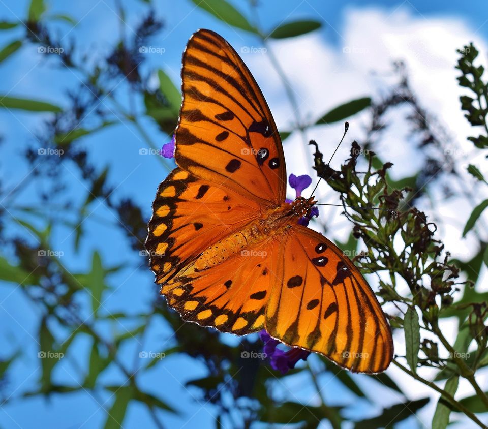 Monarch butterfly