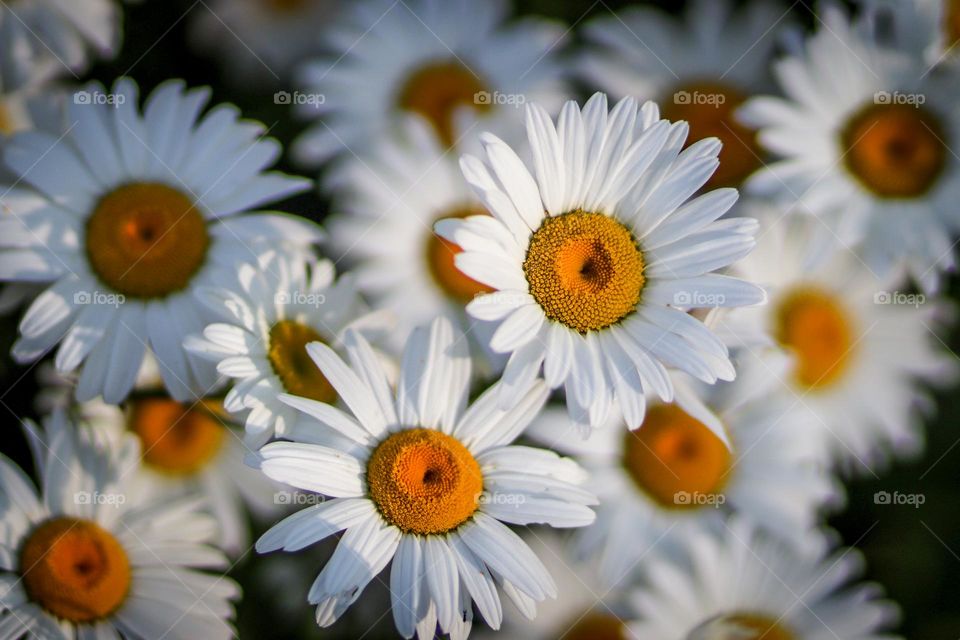 White daisies