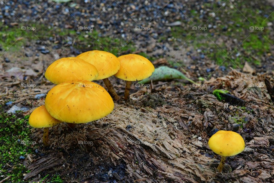 Yellow mushrooms