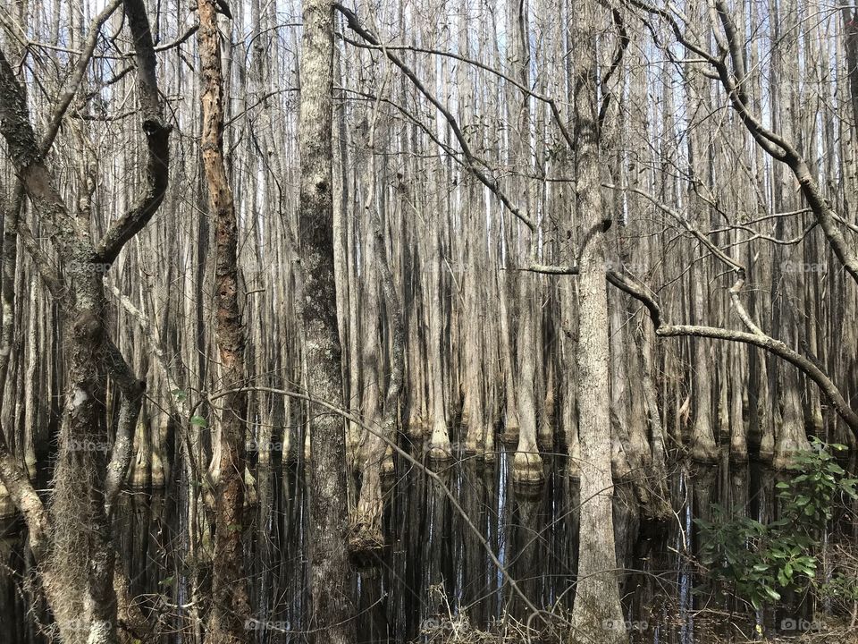 Cypress swamp 