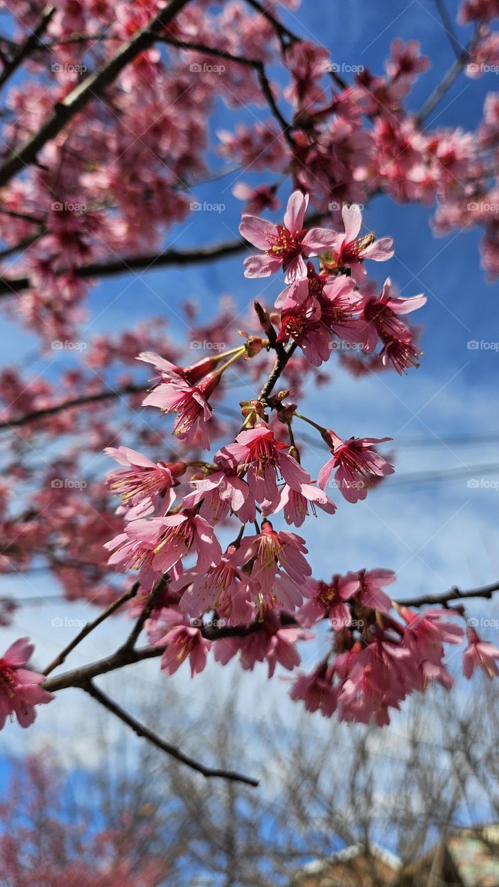 The springtime warmth of blooming cherryblossoms.