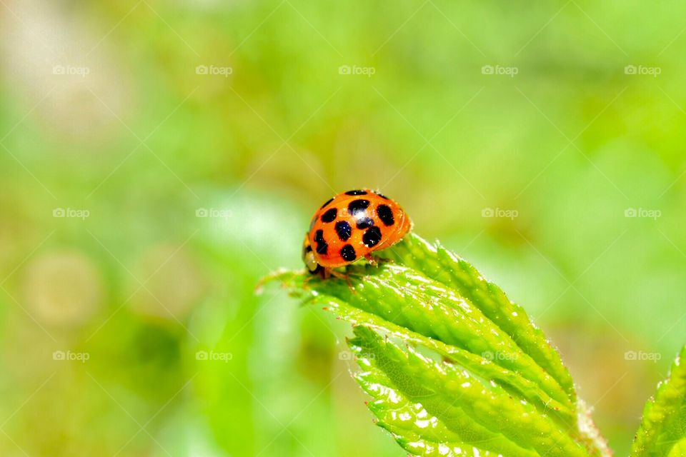 Green, ladybug, color, insect 