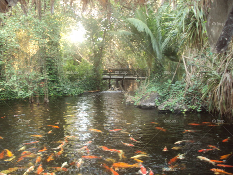 pool with fish