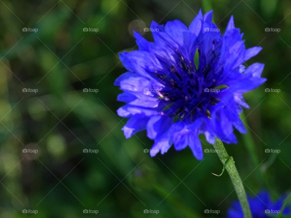 BLUE. flower in my yard