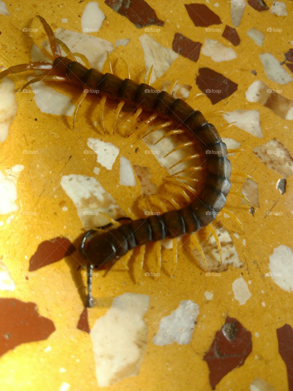 Big Centipede
