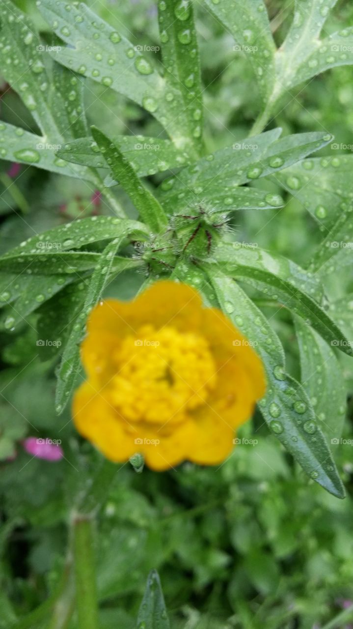 Rain drops