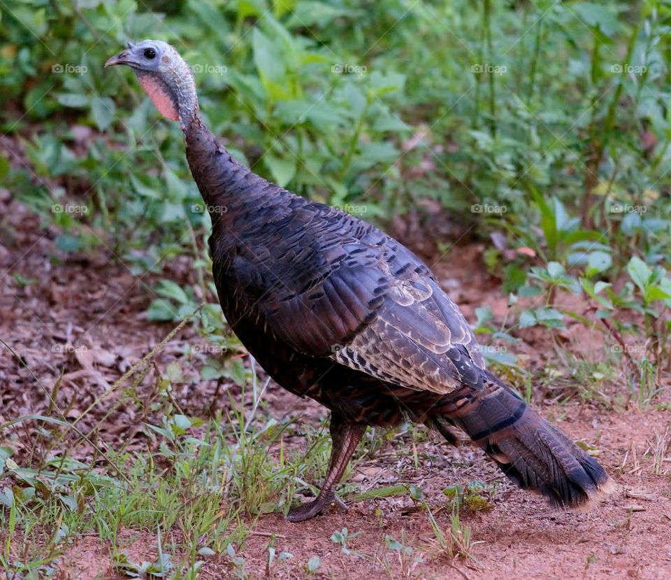 Wild Turkey Hen