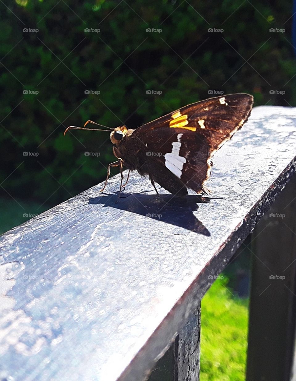 Butterfly on a railing