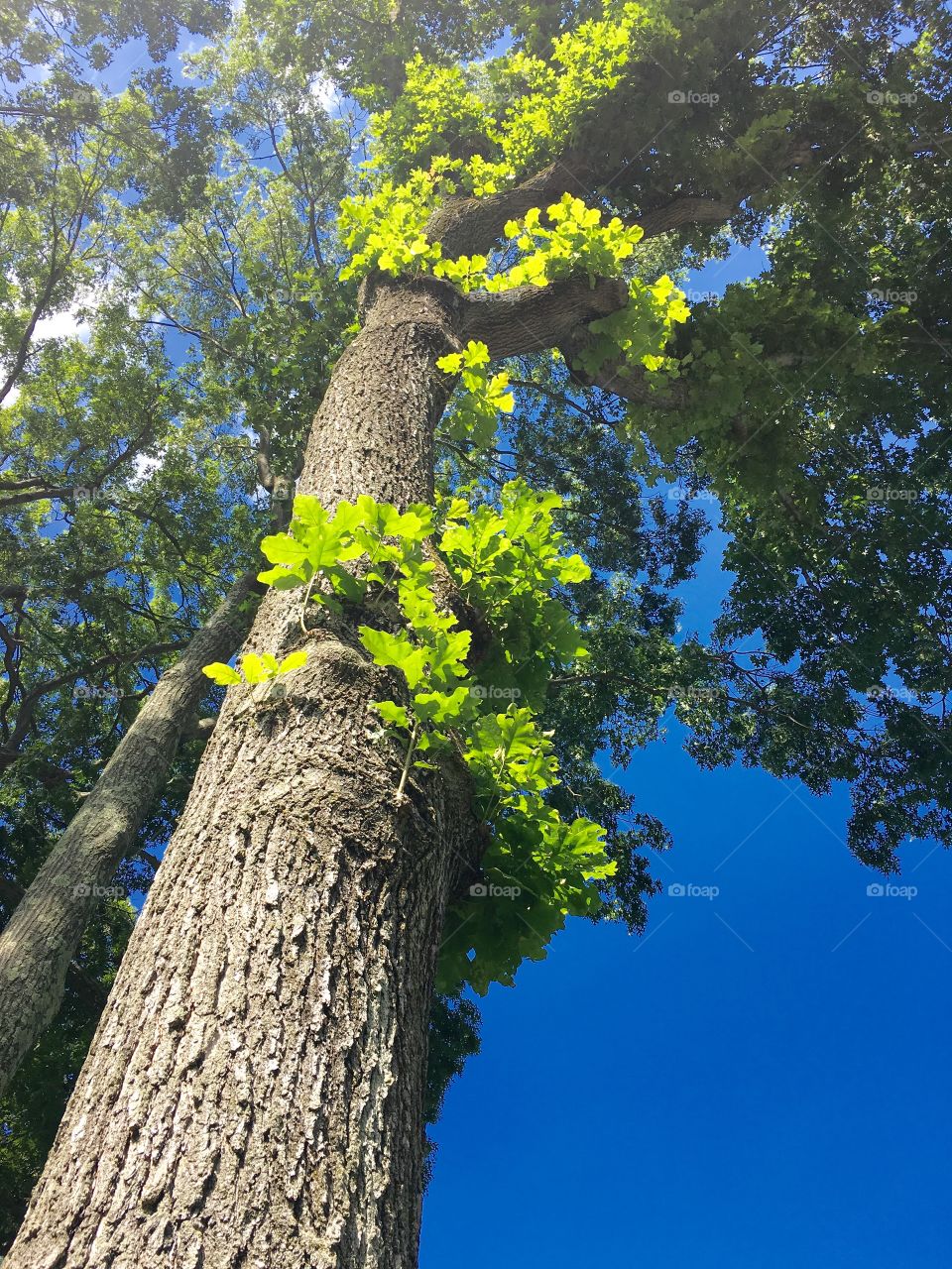 Tree and sky