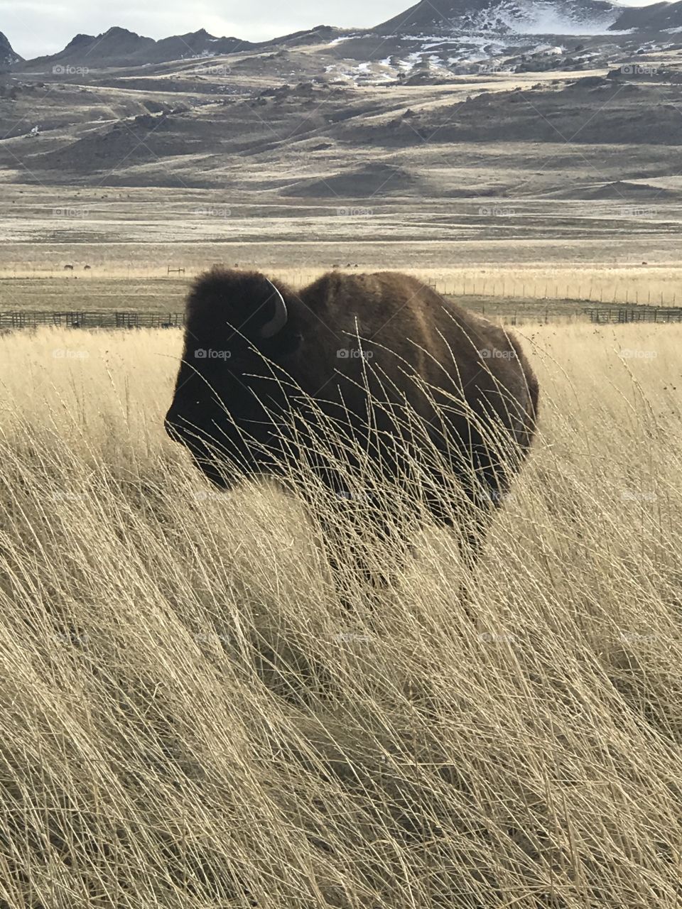 Bison