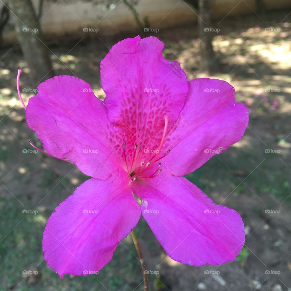 🌺Fim de #cooper! Bem leve hoje, mas ainda assim necessário e produtivo.
Ao lado das #azaleias - suado, cansado e feliz - alongando e curtindo a beleza das #flores.
🏁
#corrida #treino #flor #flower #flowers #pétalas