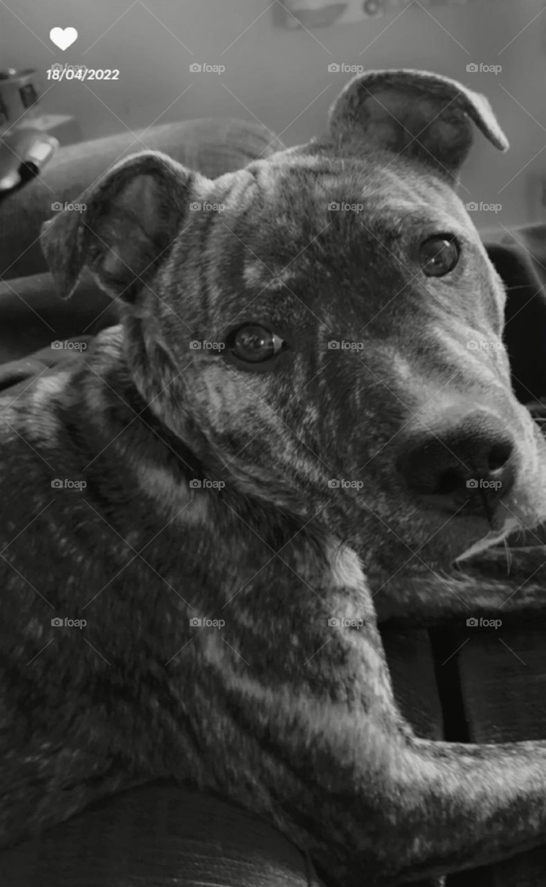 Happy puppy today! Enjoying the sunshine☀️