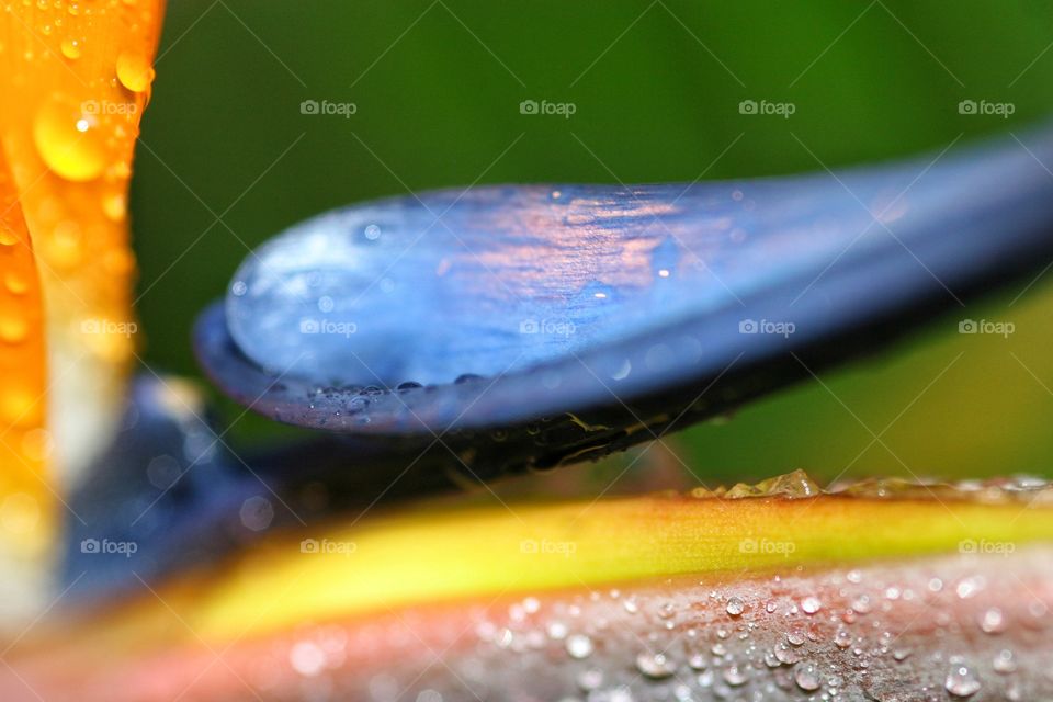 Detail of Bird of Paradise