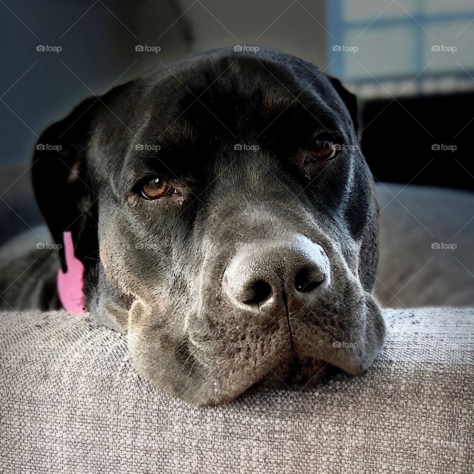 Sweet December the dog 