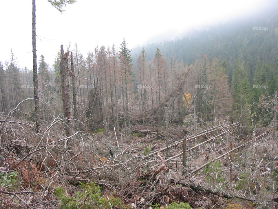 Devastated forest by wind (Slovakia)
