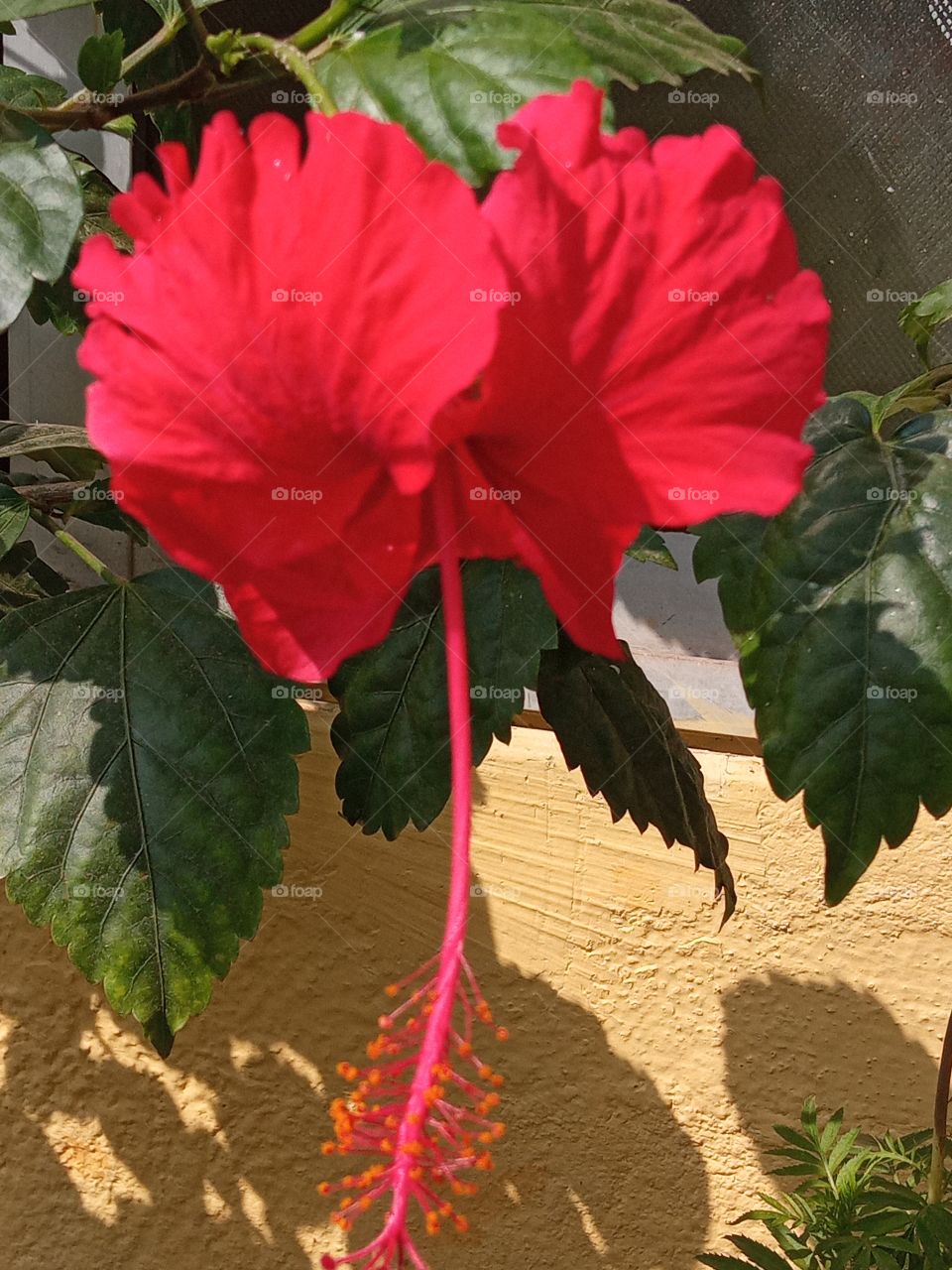 red hibiscus