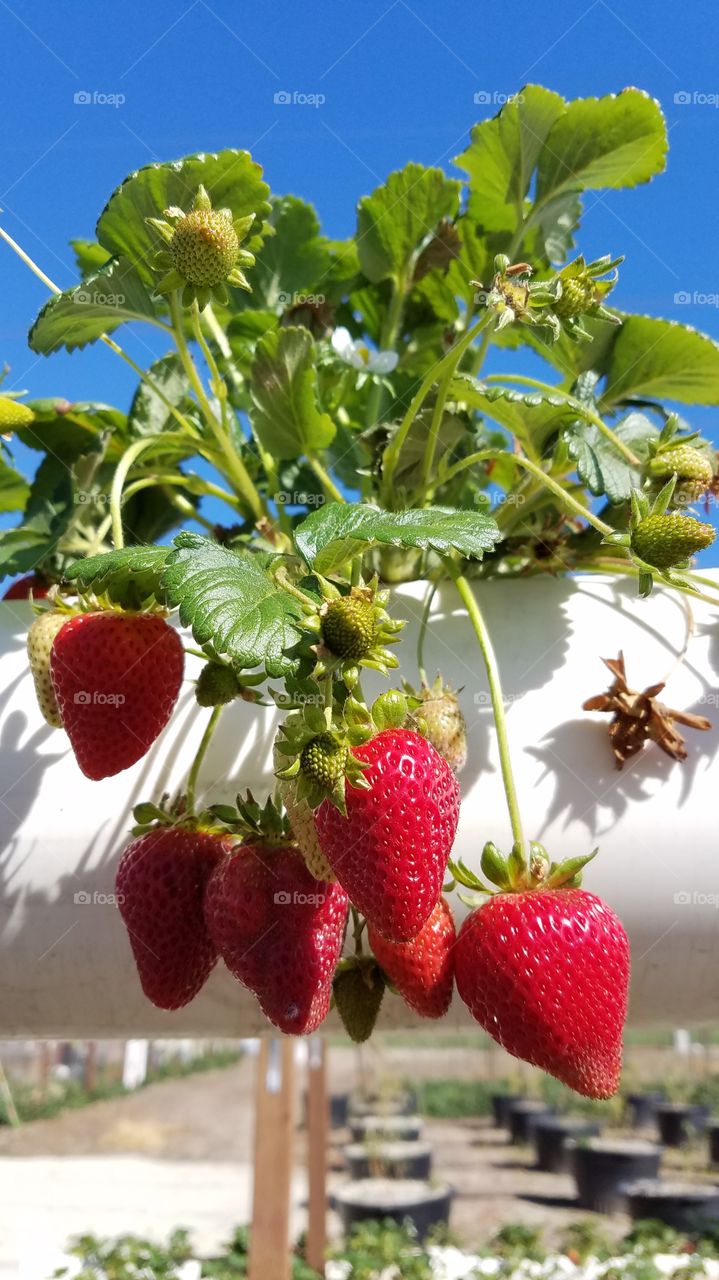 Growing strawberries