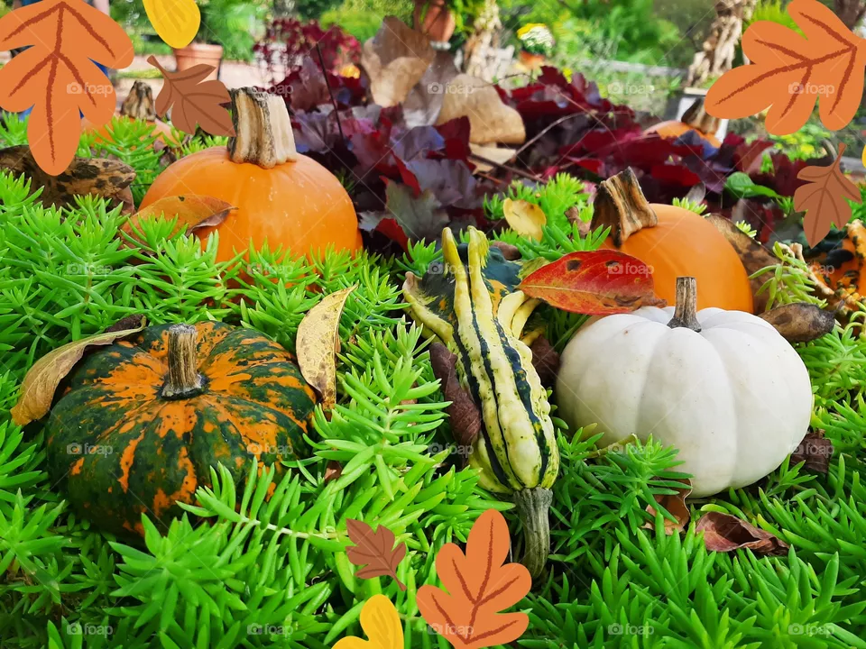 Autumn in garden