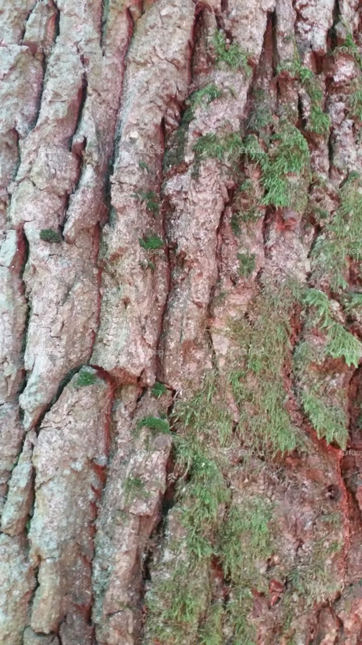 tree bark