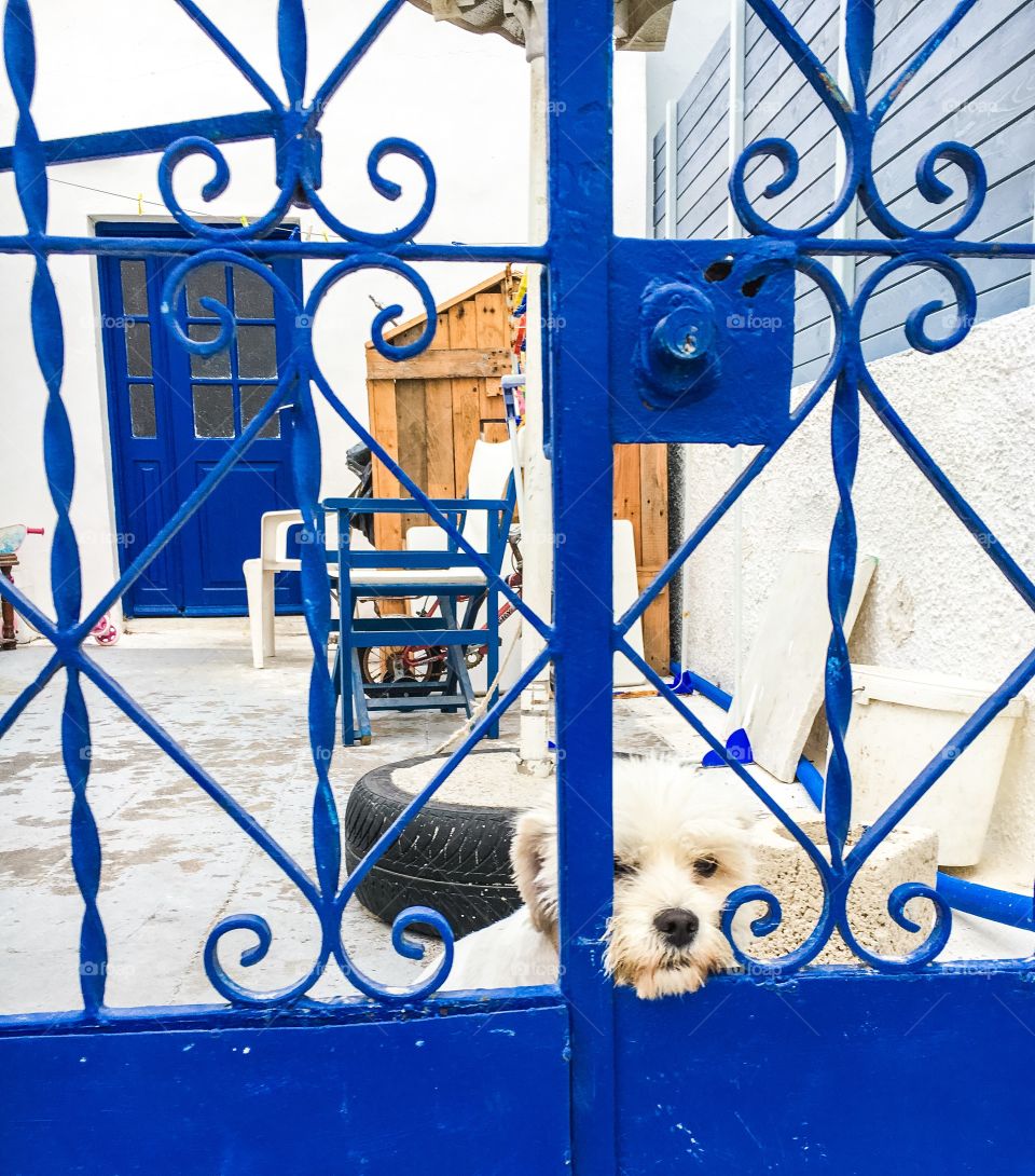 Dog waiting at the gate