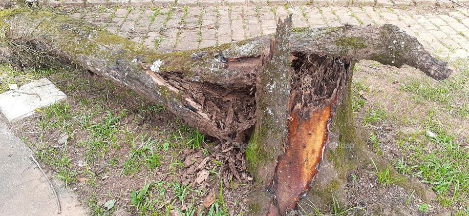 Jardim Botânico de Santos