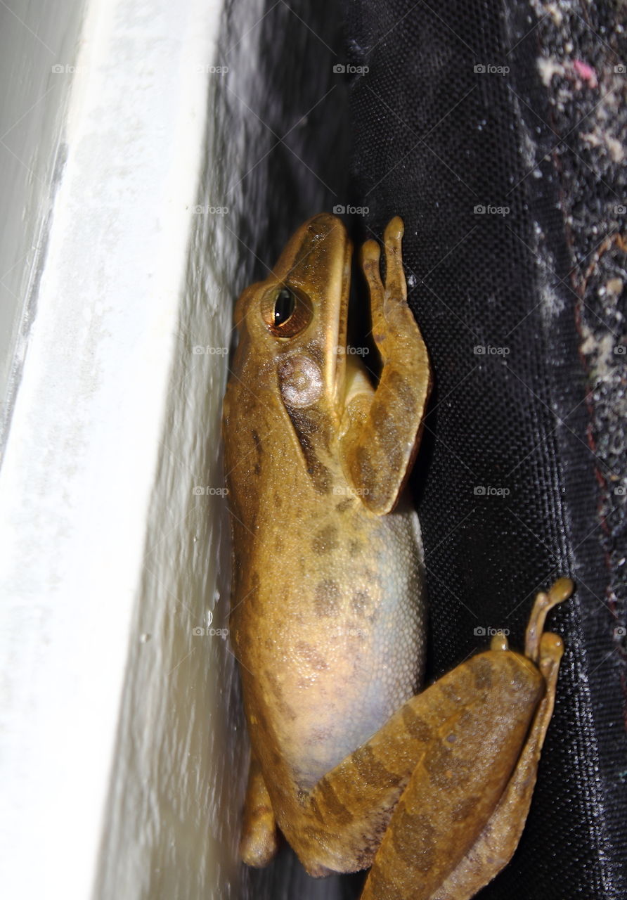 Polyoedates leucomystax. Lateral side of common tree frog at the site wet of shower room. The frog good part looking on detail of its lips to white - yellow, large tympanium, and side of dark site colour surround of the mouth.