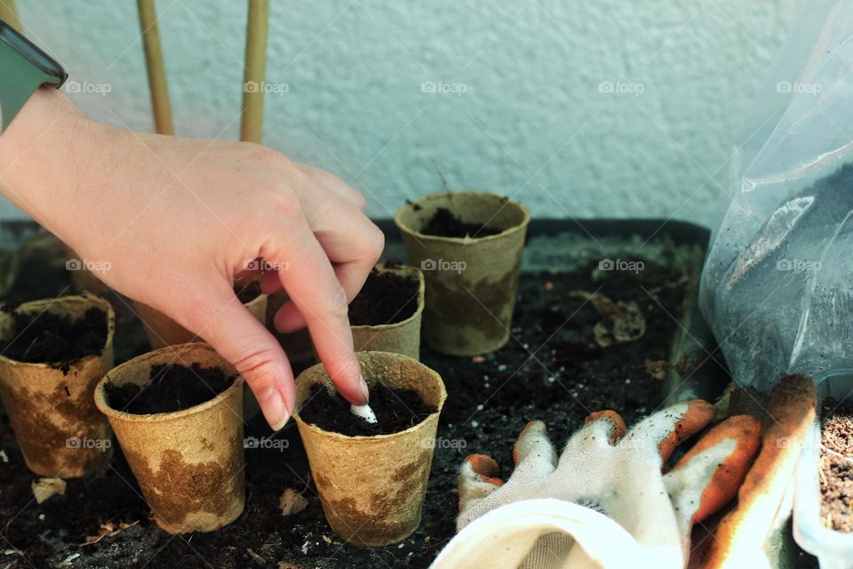 Close up of a hand putting a bean seed in small pot with soil
