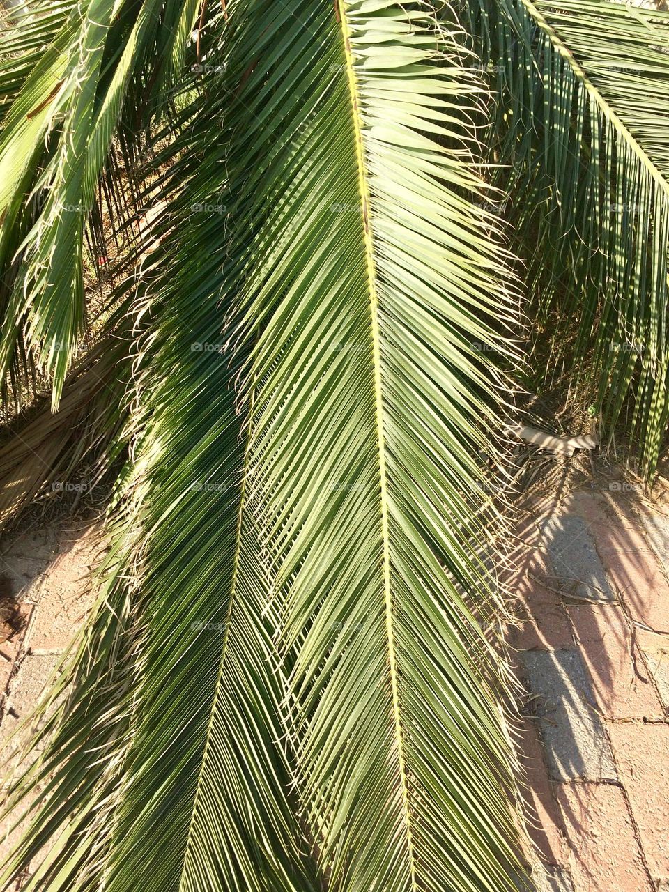 Palm leaf