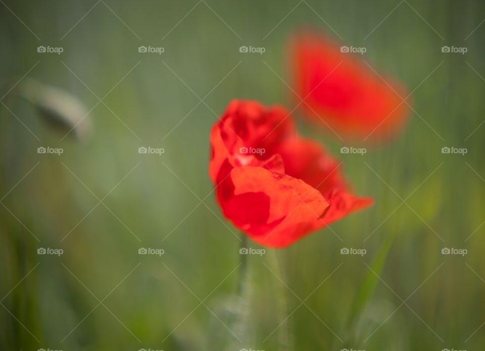 Red Poppy on green meadow 