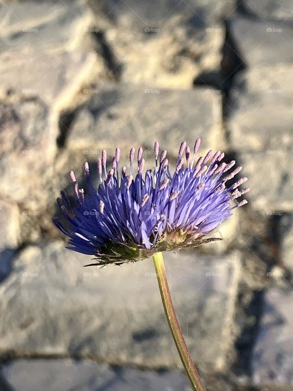 Blue Jasione on pavement