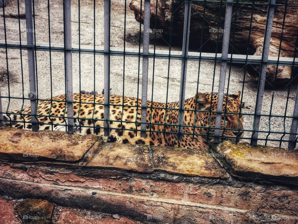Russia view zoo animals wild outside outdoor day part details capture life