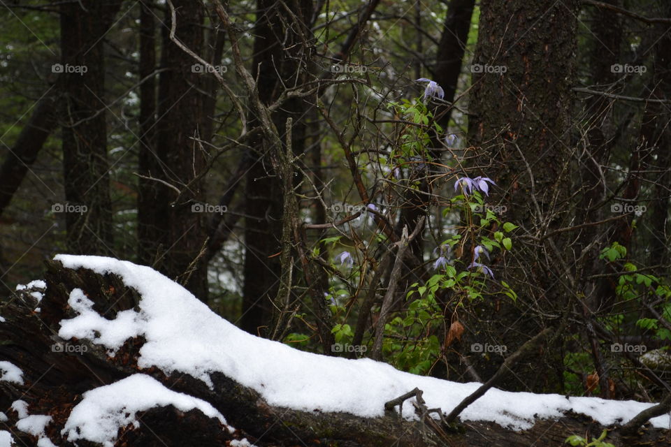 Snow on a fallen deadwood long in the forest on a dark stormy day in the Rocky Mountains 